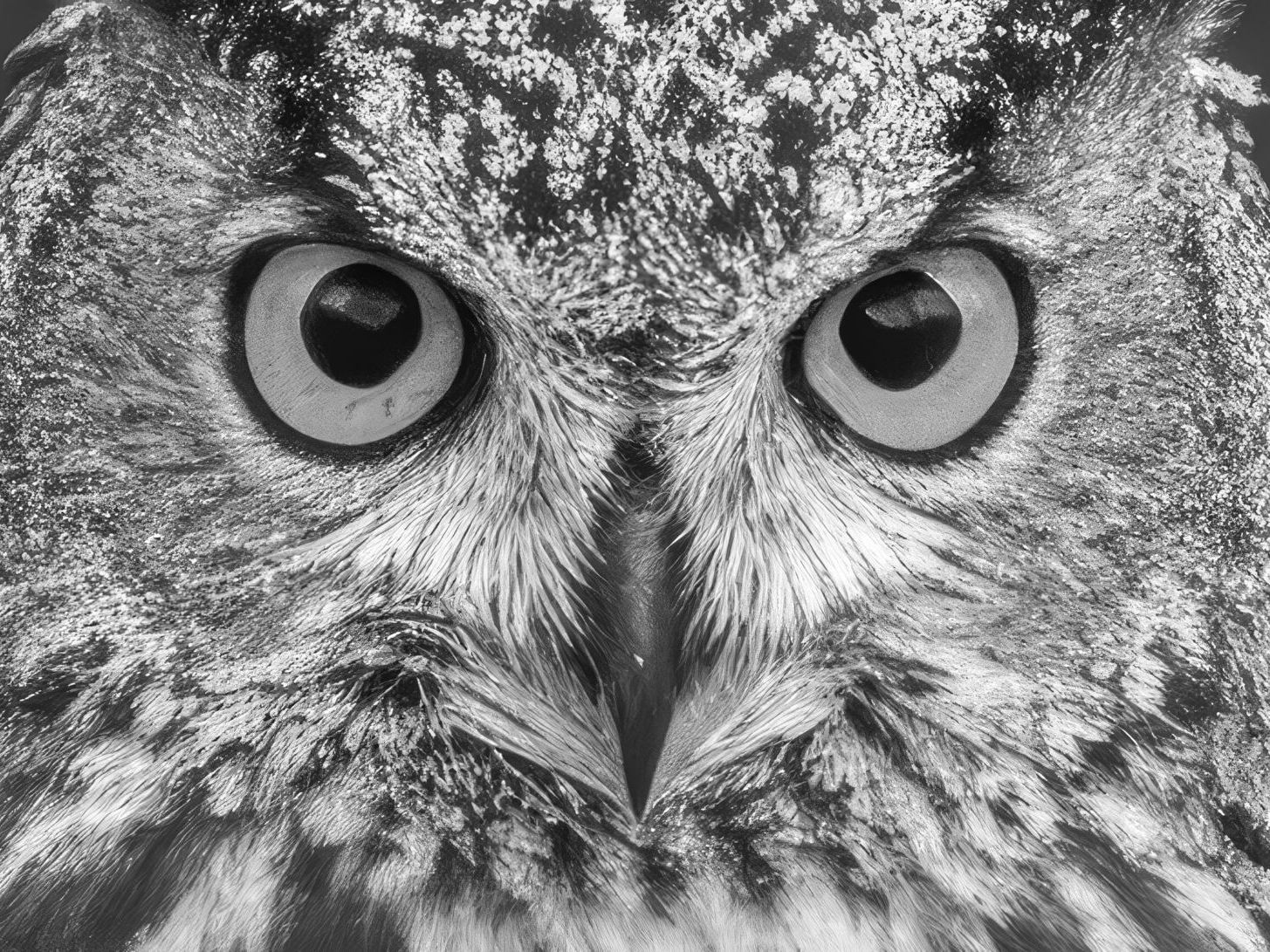 Black-and-white close-up of a Eurasian eagle-owl with large, wide-open eyes and intricately detailed plumage.