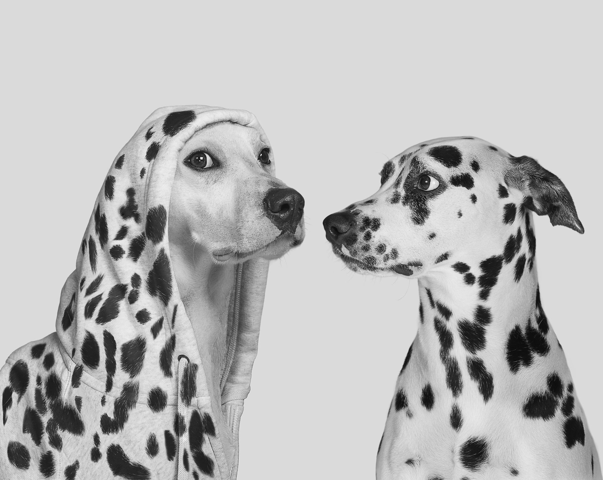 Two spotted Dalmatians sit against a light gray background and look at each other; the dog on the left is wearing a hoodie.